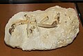Holotype fossil of Janavis finalidens