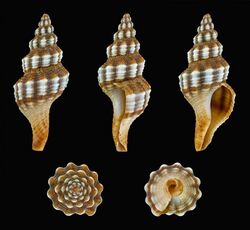 Fusinus syracusanus 01.JPG