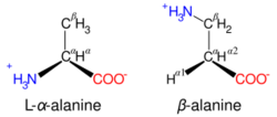 Comparison of the structures of alanine and beta alanine.