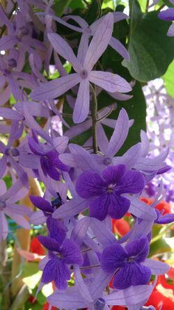 Sandpaper Vine (Petrea volubilis).jpg