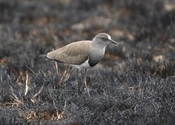 Senegal Lapwing - Vanellus lugubris.jpg