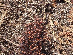 Red and white grains