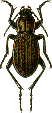 Carabus maeander Jacobson.png
