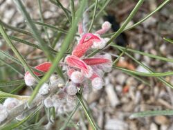 Grevillea pityophylla 01.jpg