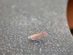 Crassa unitella1.jpg