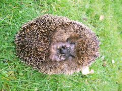 The European hedgehog (Erinaceus europaeus).