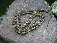 GarterSnake.jpg