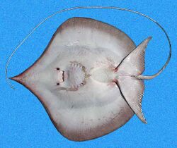 Dasyatis geijskesi SI2.jpg