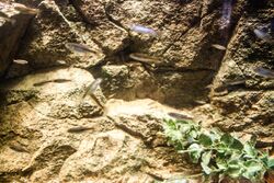 Rhodes Aquarium - Ladigesocypris ghigii.jpg