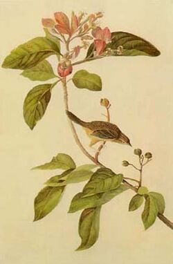 Aimophila aestivalis perched on Pinckneya pubens.jpg