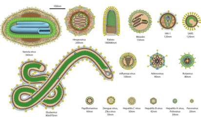 Virions of some of the most common human viruses with their relative size. Nucleic acids are not to scale. SARS stands as for SARS as for COVID-19, variola viruses for smallpox.