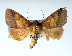 Rhodoecia aurantiago.jpg