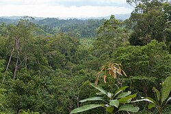 A photo that highlights the connection between vegetation and environmental science.