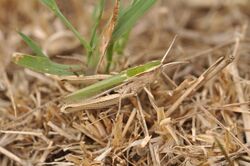 Chorthippus albomarginatus m1.JPG