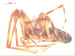 Segestria pacifica m.jpg