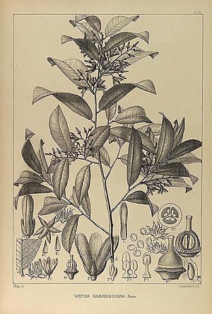 Vatica harmandiana Pierre 1889.jpg