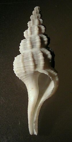 Fusinus inglorius 002.jpg