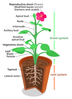 A diagram of a "typical" eudicot, the most common type of plant (three-fifths of all plant species).[178] However, no plant actually looks exactly like this.