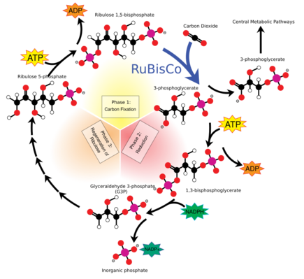 The Calvin cycle (Interactive diagram) The Calvin cycle incorporates carbon dioxide into sugar molecules.