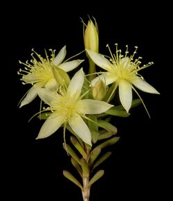 Calytrix depressa - Flickr - Kevin Thiele.jpg