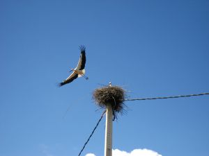 Cigüeña volando.JPG