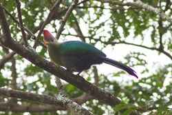 Bannerman's Turaco (Tauraco bannermani).jpg