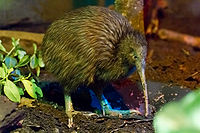 Kiwi.jpg