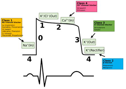 Plot of membrane potential versus time