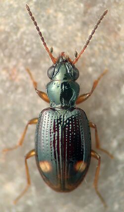 Bembidion frontale.jpg