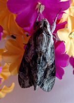 A moth on artificial flowers in Kolkata, India