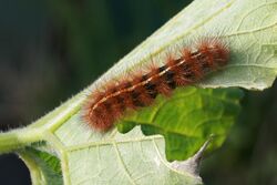 Caterpillar bearing red setae on the underside of a leaf, eaten down almost to the next large vein