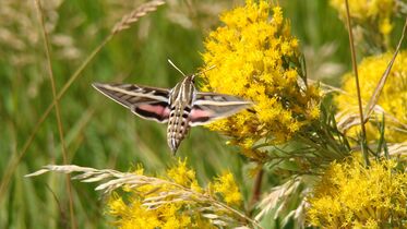 White-lined sphinx moth in Colorado, United States