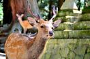 Deer in Nara Park