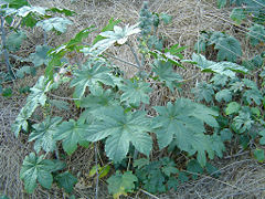 Castor bean in disturbed area