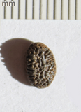Iodes tree seed, Icacinaceae, London Clay