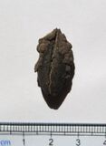 Mastixia tree seed, Nyssaceae, London Clay
