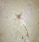 Flower, Florissant Formation, Colorado
