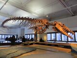 Basilosaurus, a whale