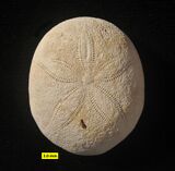 Echinolampas, a sea urchin