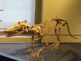 Pakicetus, an amphibious cetacean