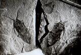 Palaeoncoderes, a beetle