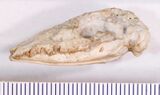 Peratherium, a herpetotheriid
