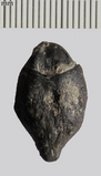 Ocotea tree seed, Lauraceae, London clay