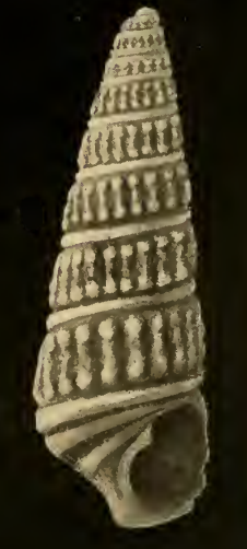 Babella caelata 001.png