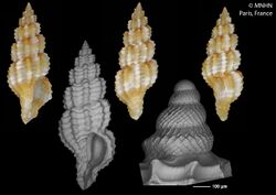 Cyrillia zamponorum 001.jpg