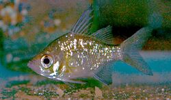 Glassfish Ambassis.jpg