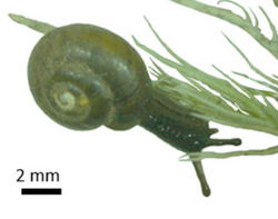 Notodiscus hookeri.png