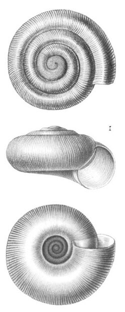 Radiodiscus patagonicus shell.jpg