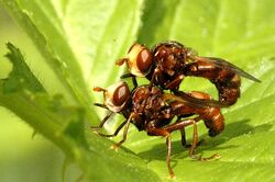 Sicus.ferrugineus.couple.jpg