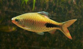 D exclamatio- Rahul Gautam.jpg